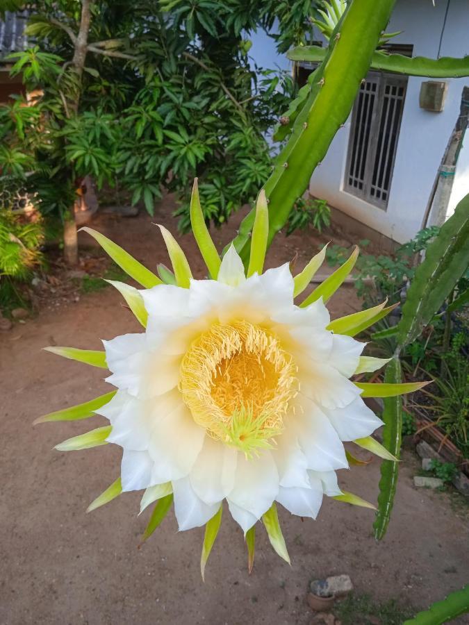 Sanaya Homestay Tangalle Zewnętrze zdjęcie